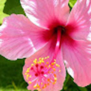 Meet your Posher, Eliza